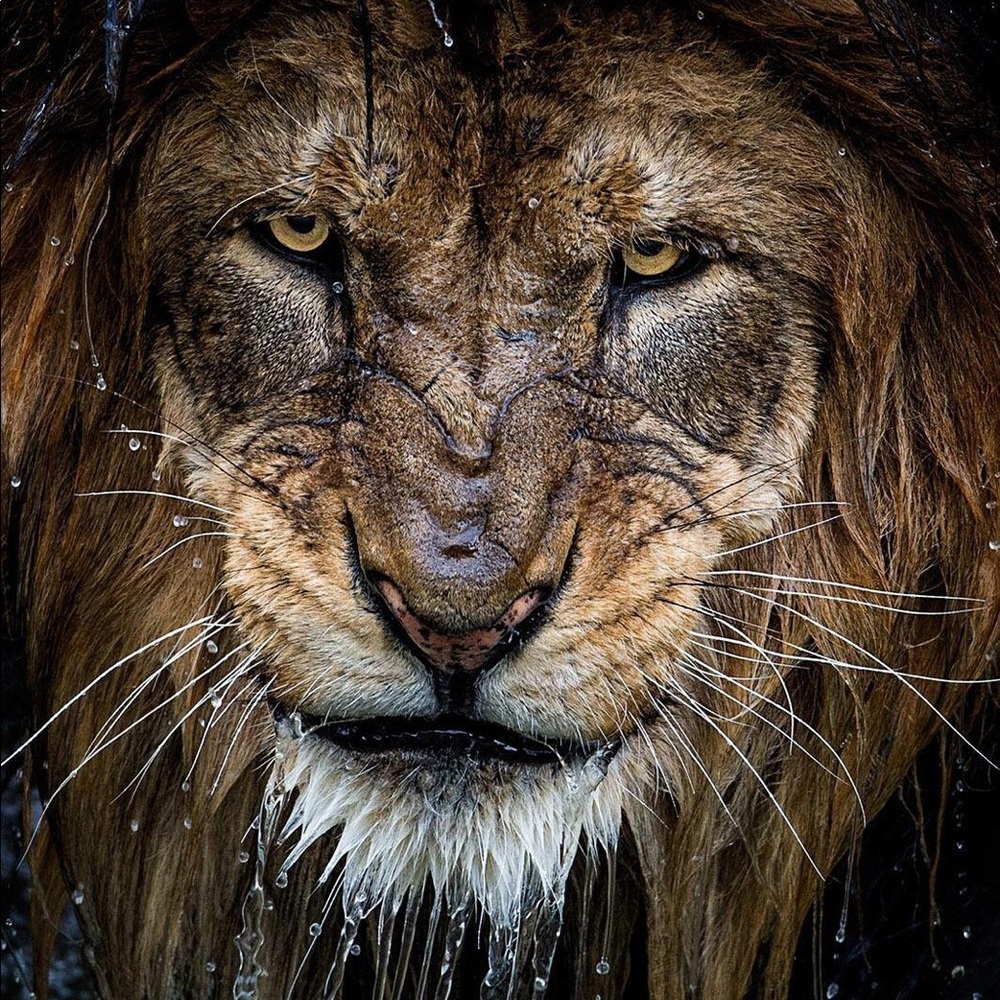 Meet your Posher, Temi